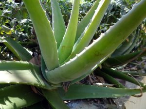 aloe-vera